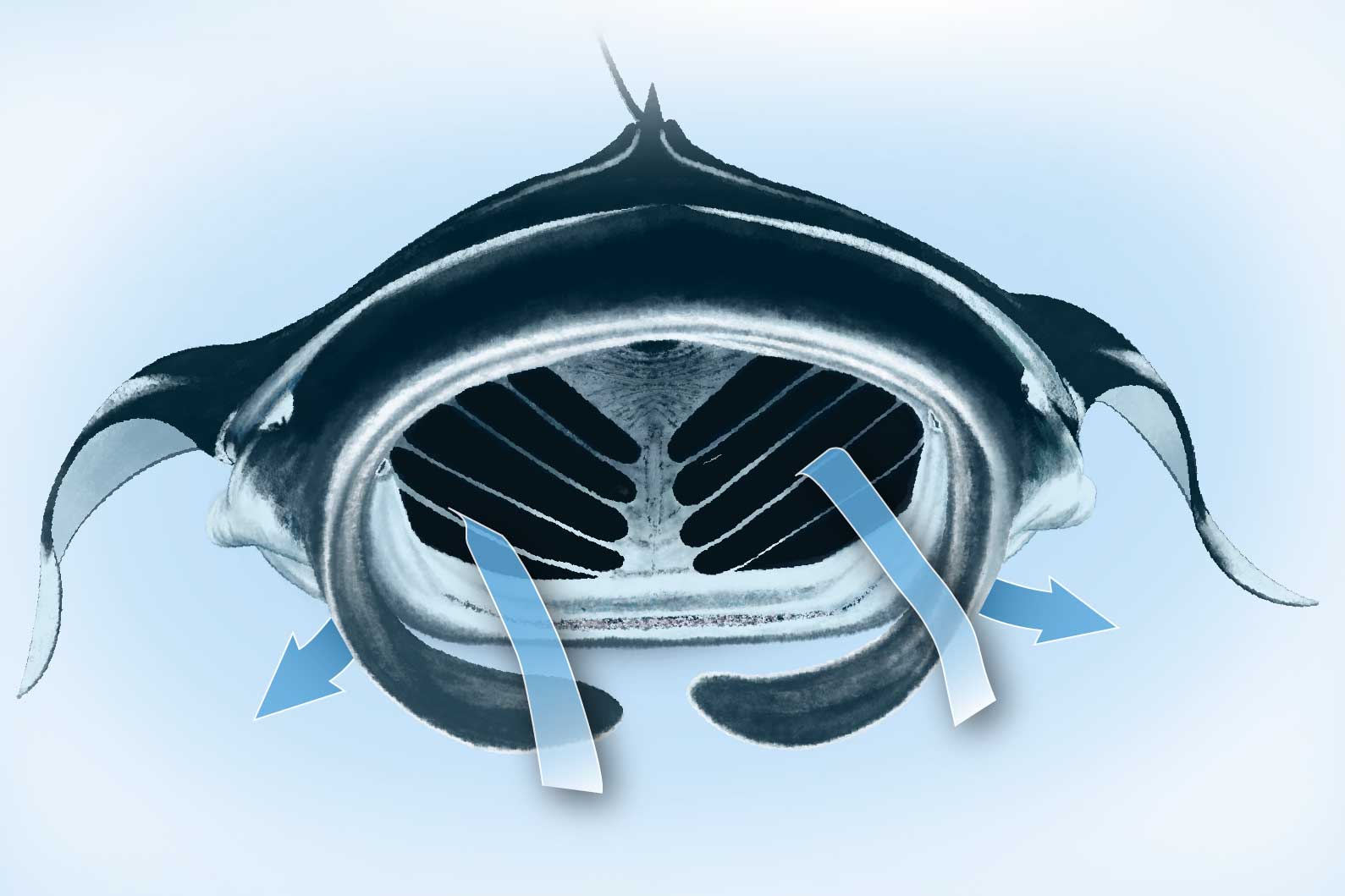 Projet de Biomimétisme : le filtre de la raie manta