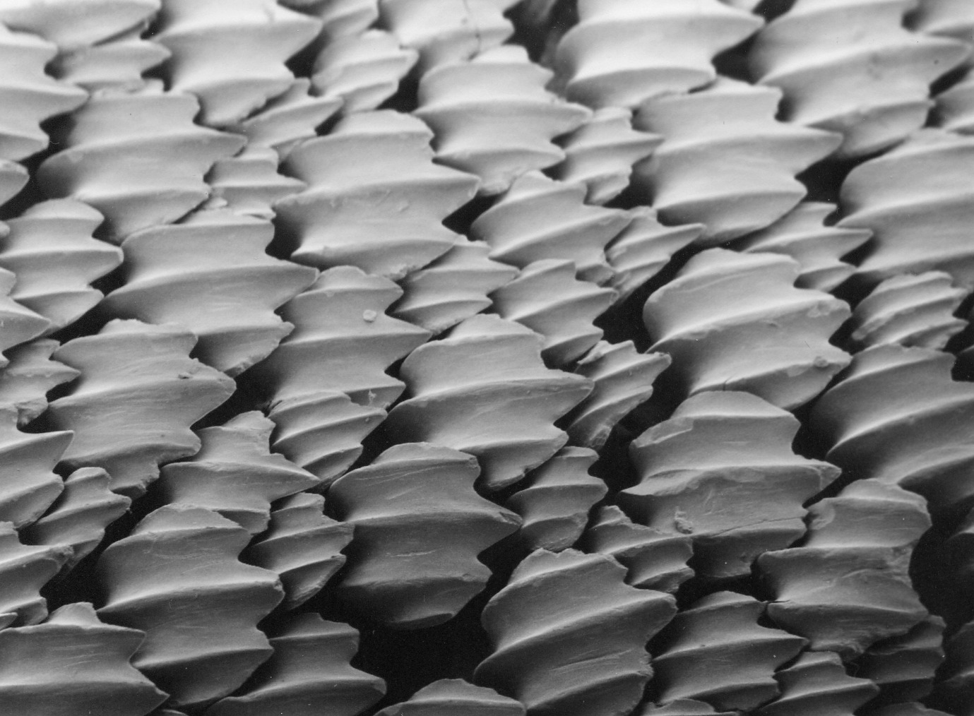 Projet Biomimétisme : peau de requin